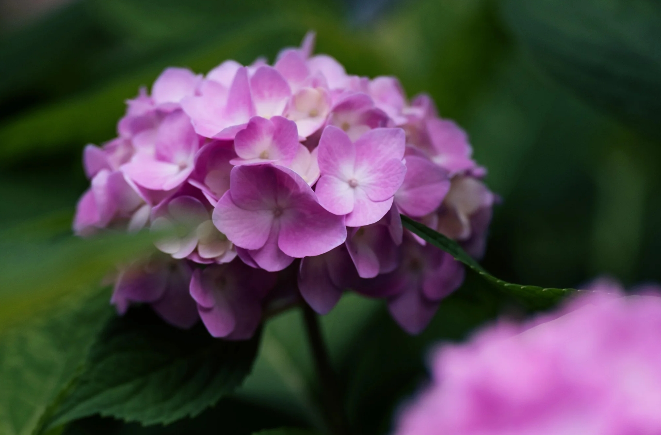 Viltrox AF 75mm f/1.8 EVO E-Mount (для Sony) — легкий портретний об'єктив для камер з матрицею APS-C Оптика Viltrox AF 75mm f/1.8 EVO E-Mount розроблена спеціально для кроп-камер Sony і чудово підходить для створення виразних портретів та зйомки предметів. Завдяки фокусній відстані 75 мм та вузькому куту огляду 18,6° вона ідеально передає пропорції обличчя без спотворень. Конструкція важить усього 335 г, тому ви зможете комфортно знімати годинами без перевтоми. А швидкий і тихий STM-автофокус подбає про чіткість кадрів, поки ви повністю фокусуєтесь на творчому процесі. Головні параметри об'єктива Viltrox AF 75mm f/1.8 EVO E-Mount Детальніше про оптику Viltrox AF 75mm f/1.8 EVO E-Mount Сумісність Ця модель створена для APS-C камер Sony із байонетом E-Mount. Об'єктив можна встановити й на повнокадрові моделі, проте через кроп-фактор потенціал їхньої матриці буде обмежений. Для любителів творчих ефектів передбачена передня різьба діаметром 58 мм, яка дозволяє закріплювати різноманітні світлофільтри. Компактність та легкість Ергономічний корпус із габаритами 69х76 мм та вагою 335 г забезпечує прекрасну мобільність. Об'єктив зручно брати на виїзні фотосесії, оскільки він комплектується захисним чохлом для транспортування. Полегшена конструкція мінімізує навантаження на руки, дозволяючи комфортно працювати протягом усього дня. Світлосильна діафрагма Завдяки 9-пелюстковій діафрагмі об'єктив створює професійне, м'яке боке з круглими відблисками. Це художнє розмиття делікатно відокремлює модель від фону, що неймовірно важливо для красивих портретів. Максимальна світлосила f/1,8 дозволяє впевнено знімати на вулиці у сутінках, в похмуру погоду або у погано освітленному приміщенні. Навіть на повністю відкритій діафрагмі кути кадру залишаються чіткими, а ефект віньєтування практично відсутній. Якщо ж вам потрібна максимальна різкість по всьому кадру, апертуру можна закрити до f/16. Швидкий автофокус Сучасний STM-автофокус робить зйомку дуже простою та швидкою. Об'єктив вміє автоматично розпізнавати обличчя та очі в кадрі, тому ідеально підійде фотографам-початківцям, позбавляючи їх від складних маніпуляцій з точками фокусування. А для тих, хто віддає перевагу повному контролю, передбачено класичне кільце ручного наведення — воно обертається дуже плавно і має приємну текстуру для надійного зчеплення з пальцями. Завдяки усуненню ефекта дихання фокуса ця оптика підходить й для зйомки коротких відео. Портретна перспектива Оптика з фокусною відстанню 75 мм (112 мм у повнокадровому еквіваленті) має кут огляду 21,4°, що забезпечує фірмове телескопічне стиснення кадру. Це допомагає ізолювати об'єкт зйомки від зайвого оточення й красиво підкреслювати риси обличчя. Окрім портретного напрямку, така перспектива також корисна при зйомці предметів. Мінімальна дистанція наведення різкості складає всього 74 см, роблячи модель чудовим інструментом для створення великих планів, на яких помітні найдрібніші деталі об'єкта зйомки. Особливості керування Елементи керування на корпусі включають перемикач фокусування AF/MF та функціональну кнопку Fn для швидкого доступу до налаштувань. Доступно два методи регулювання діафрагми:  Мануальний через аналогове кільце з чіткою шкалою та опцією безшумного ходу без кліку для відеозйомки. Автоматичний за допомогою електронного приводу, який отримує команди безпосередньо від камери через контакти байонета. Структура оптики Всередині об'єктива встановлено 11 оптичних елементів у 9 групах. Використання 2 спеціальних лінз HR з високим коефіцієнтом заломлення та 2 елементів ED з низькою дисперсією дозволило досягти максимальної чіткості й деталізації зображення за будь-яких умов зйомки. Ця технологія мінімізує спотворення та аберації, зберігаючи природні кольори та тонкі колірні переходи, що виведе ваші роботи на новий рівень. Надійна конструкція З боку байонета об'єктив оснащений гумовим ущільнювачем. Хоча він не забезпечує ідеальної герметичності, це рішення дозволяє спокійно знімати на відкритому повітрі, не хвилюючись за збереження техніки. Додатково передня лінза має спеціальне водовідштовхувальне та брудозахисне покриття. Воно суттєво полегшує чищення оптики та допомагає підтримувати бездоганну чіткість кожного знімка. Оновлення прошивки На корпусі пристрою розташований інтерфейс USB-C, призначений для самостійного оновлення мікропрограми. Оскільки актуальні версії ПЗ суттєво покращують точність та швидкість автоматичного фокусування, рекомендується актуалізувати прошивку об'єктива перед початком його повноцінної експлуатації. Комплектація Об'єктив Viltrox AF 75mm f/1.8 EVO E-Mount (для Sony). Чохол для транспортування. Задня й передня кришки захисту. Бленда. Інструкція. Гарантія. Кому підходить об'єктив Viltrox AF 75mm f/1.8 EVO E-Mount Ця оптика суттєво покращить роботи майстрів таких жанрів: портретних фотографів, що потребують стиснутої перспективи та приємного боке; предметних фотографів, яким важливо знімати деталізовані фото об'єктів та їх окремих рис; людей, що цінують мобільність оптики для виїзних локацій; фахівців, які працюють з камерами Sony з матрицею APS-C; відеографів, що знімають короткі відео для соцмереж чи творчості. Підсумок переваг оптики Viltrox AF 75mm f/1.8 EVO E-Mount Завдяки вазі всього 335 г об'єктив зручно брати на виїзні локації та комфортно знімати з рук без штатива. Привід STM працює плавно та швидко, майже миттєво розпізнаючи обличчя та очі людини в кадрі. Висока світлосила f/1.8 гарантує м'яке художнє боке та чіткі знімки навіть у напівтемряві чи при слабкому світлі. Мінімальна дистанція фокусування 74 см дозволяє знімати об'єкти зблизька та фіксувати найдрібніші деталі. Фокусна відстань 75 мм гарно стискає простір, створюючи професійні портрети та виразні предметні кадри. Гумовий ущільнювач байонета та захисне покриття передньої лінзи оберігають оптику від пилу та вологи. Оптична схема з 11 елементів забезпечує високу чіткість і природну колірну гаму без спотворень. Керувати діафрагмою можна електронно або через аналогове кільце з опцією безшумного ходу для зйомки відео. Перемикач AF/MF та кастомізована кнопка Fn дозволяють миттєво змінювати параметри зйомки. Порівнюємо з оригінальною оптикою Об'єктив Viltrox AF 75mm f/1.8 EVO E-Mount можна порівняти з фірмовою оптикою Sony FE 85mm f/1.8. З плюсів Viltrox можна виділити наявність кільця апертури з функцією без кліків для зручної зйомки відео, більш деталізовані великі плани з відстані лише 74 см та значно меншу вартість. Проте модель від Sony додатково адаптована й під сенсори Full Frame, забезпечуючи більшу сумісність, а також має трохи швидшу роботу автоматичного фокусування. Висновок Купівля Viltrox AF 75mm f/1.8 EVO E-Mount буде чудовим рішенням для власників камер Sony APS-C, яким потрібен компактний та легкий інструмент для зйомки портретів чи предметів. Модель пропонує кінематографічну перспективу зі стисненням заднього плану, виразне розмиття фону на f/1.8 та бездоганну чіткість завдяки сучасній схемі з 11 лінз. Головна перевага об'єктива — його вага всього 335 г, що дозволяє носити його з собою щодня або брати у тривалі подорожі без жодної втоми. А з плавним та швидким автофокусом процес зйомки відбувається комфортніше й продуктивніше.